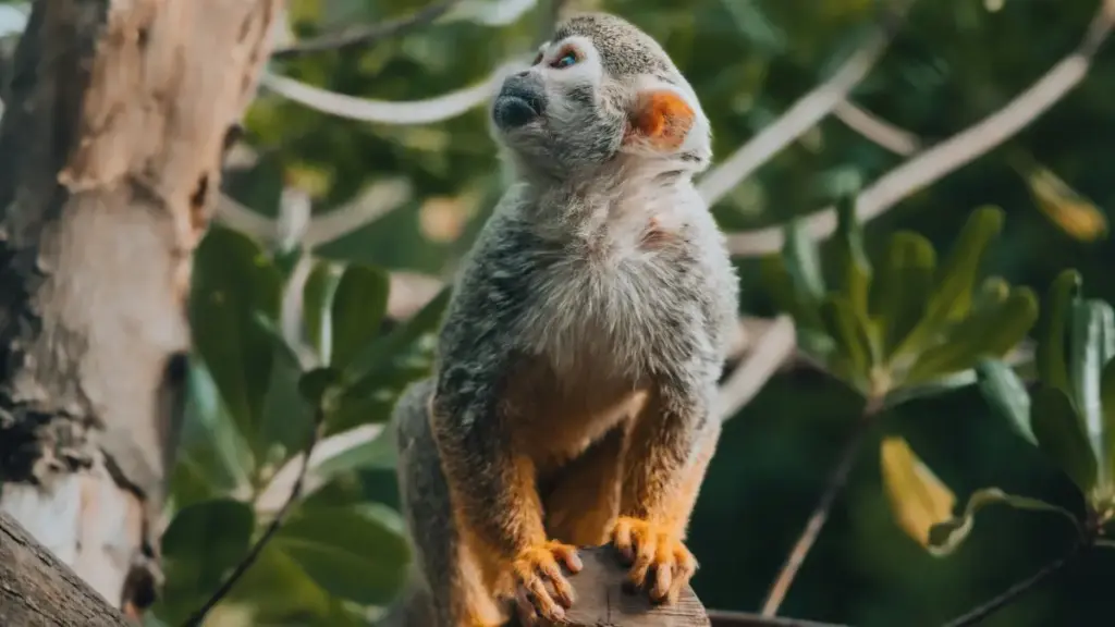 Guia prático para anunciantes em Moçambique: onde localizar criadores de YouTube em Chipre, avaliar mid-tier creators e montar contratos de parceria de longo prazo.