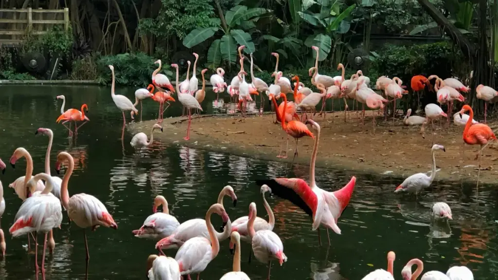 Guia prático para criadores em Moçambique sobre como contactar marcas dinamarquesas na Netflix e ganhar reputação com top brands.
