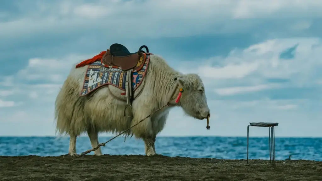 Guia prático para anunciantes em Moçambique: como identificar criadores australianos no eBay, converter audiências engajadas em leads e montar campanhas de influência com ROI real.