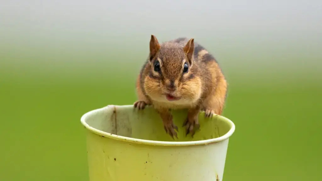 Guia prático para anunciantes em Moçambique sobre como identificar creators Pinterest no Bahrein, validar autenticidade, integrar design local e maximizar trials SaaS com táticas de micro-influência.