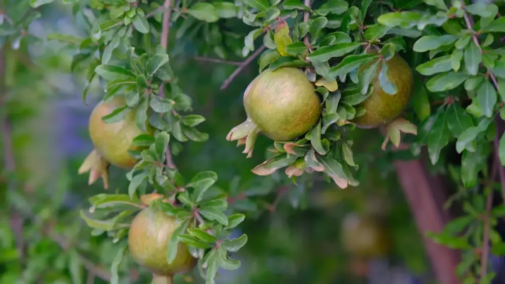 Guia prático para criadores em Moçambique: como identificar, contactar e fechar unboxing com marcas do Sri Lanka no Xiaohongshu, com táticas, checklist e exemplos reais.