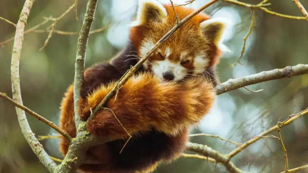 Guia prático para anunciantes em Moçambique encontrarem creators Chingari na Etiópia e executar product seeding com beauty bloggers — tácticas locais, plataformas e checklist operativo.