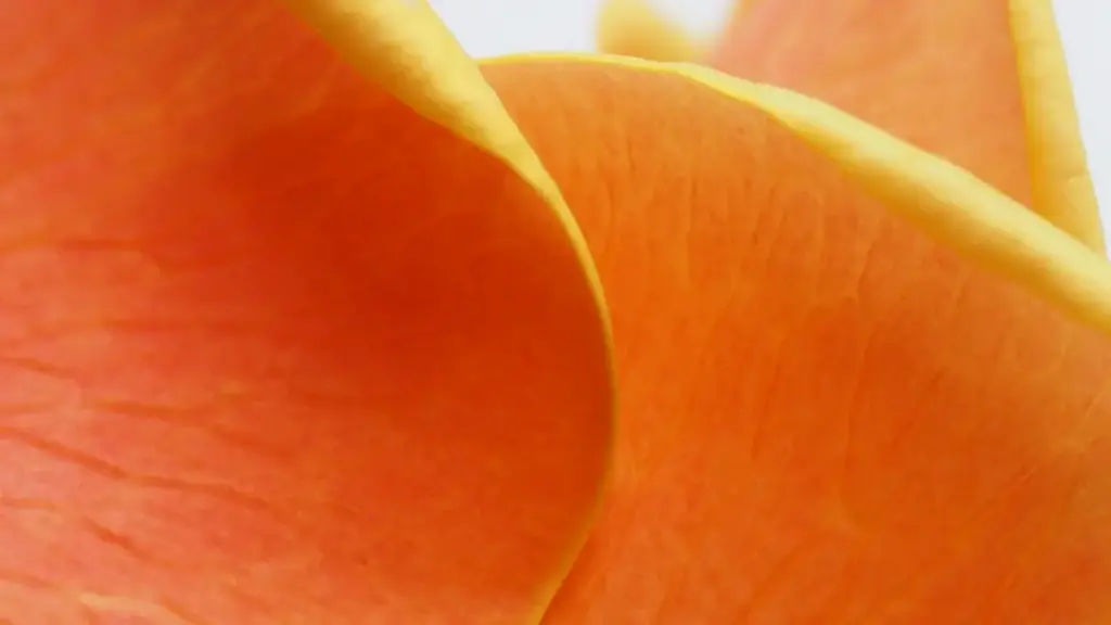 Guia prático para marcas moçambicanas encontrarem criadores da Lituânia no Chingari e escalar product seeding com enfoque em insights, ferramentas e riscos.