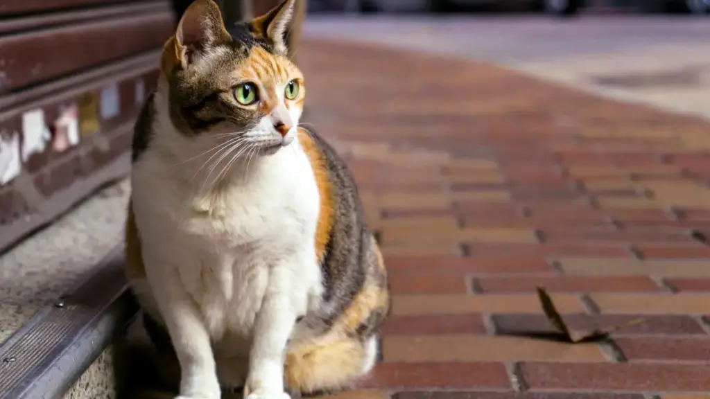 Guia prático para anunciantes em Moçambique encontrarem criadores chilenos no KakaoTalk e lançar campanhas UGC com táticas, canais e riscos.