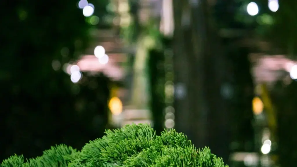 Guia prático para anunciantes em Moçambique: como identificar, avaliar e negociar com criadores argelinos na Twitch para campanhas sazonais.