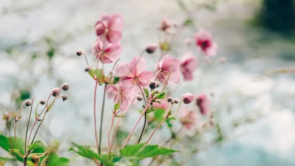 Guia prático para criadores em Moçambique que querem contactar marcas filipinas no Viber e publicar cobertura de eventos com tags de patrocinador.