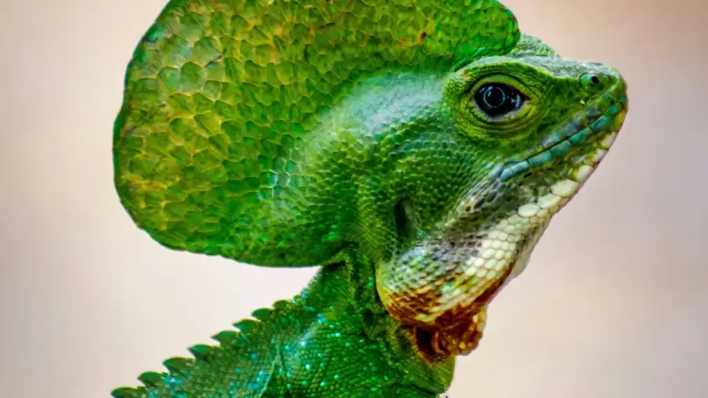 Guia prático para anunciantes em Moçambique: como descobrir, avaliar e fechar parcerias com criadores nigerianos no TikTok para campanhas de esports em 2026.