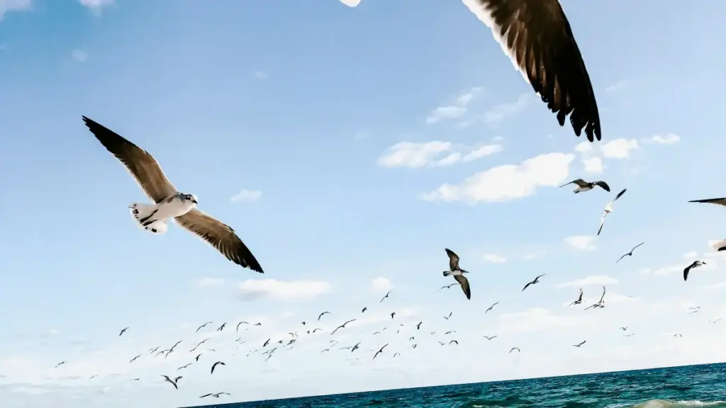 Guia prático para criadores em Moçambique: como abordar marcas brasileiras usando Apple Music, técnicas para lookbooks de moda e tácticas de parceria que funcionam em 2026.