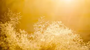 Guia prático para marcas em Moçambique encontrarem e colaborarem com criadores japoneses no Threads para vlogs de eventos presenciais — táticas, plataformas, exemplos e riscos.