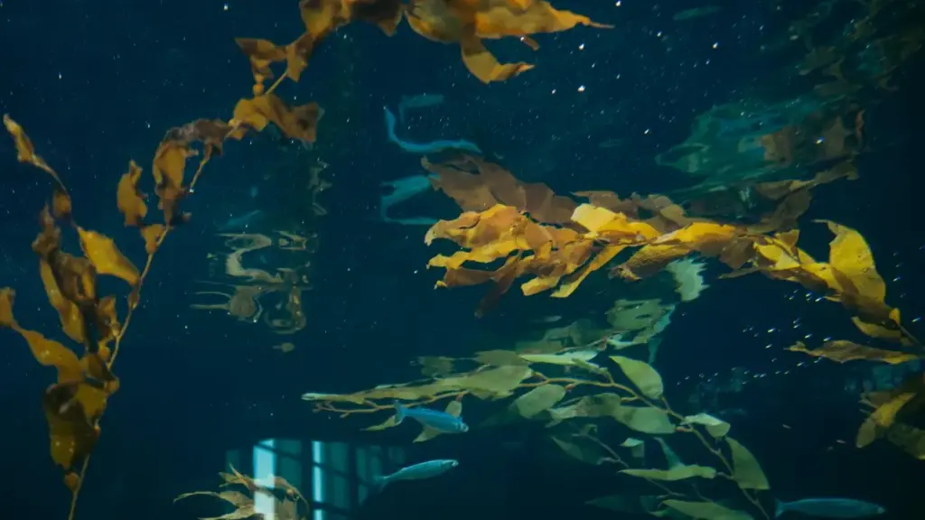 Guia prático para creators em Moçambique que querem contactar marcas do Azerbaijão no Douyin e gravar unboxings e depoimentos. Táticas reais, tools e riscos.