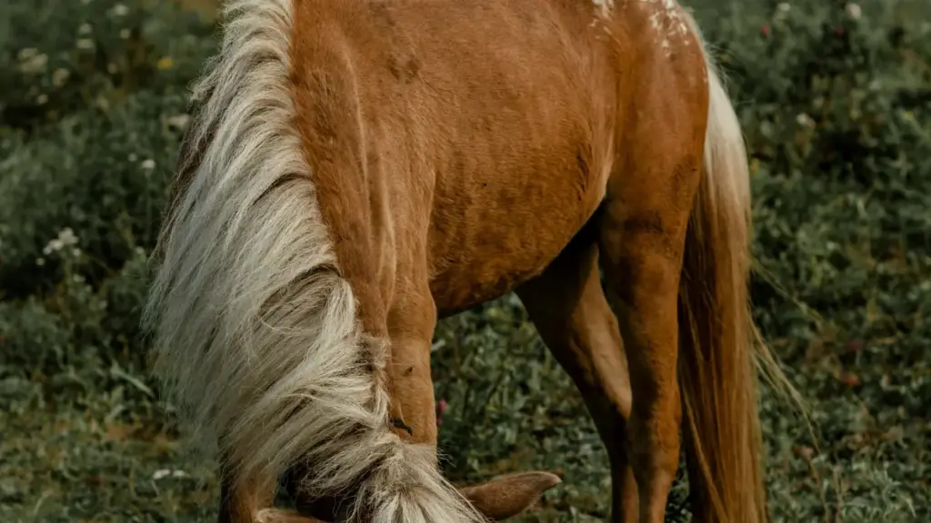 Guia prático para criadores em Moçambique contactarem marcas da Bolívia no Chingari e preparar demos ao vivo que vendem.