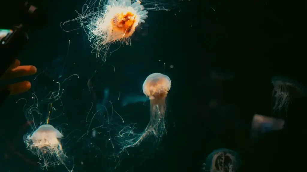 Guia prático para anunciantes em Moçambique: como identificar e contratar criadores WeChat na Tunísia para promover instalações via streamers, com táticas, plataformas e riscos.