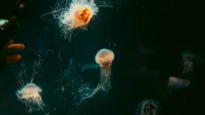 Guia prático para anunciantes em Moçambique: como identificar e contratar criadores WeChat na Tunísia para promover instalações via streamers, com táticas, plataformas e riscos.