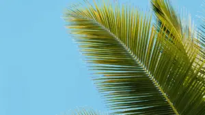 Guia prático para criadores mozambicanos que querem fechar patrocínios com marcas da África do Sul no YouTube — táticas, contactos, proposta e riscos.