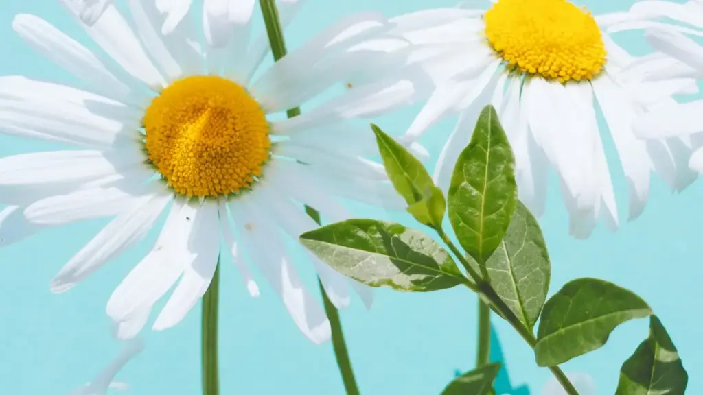 Guia prático para marcas em Moçambique encontrarem criadores YouTube da Lituânia para co-branded product drops — tácticas, plataformas e passos accionáveis.