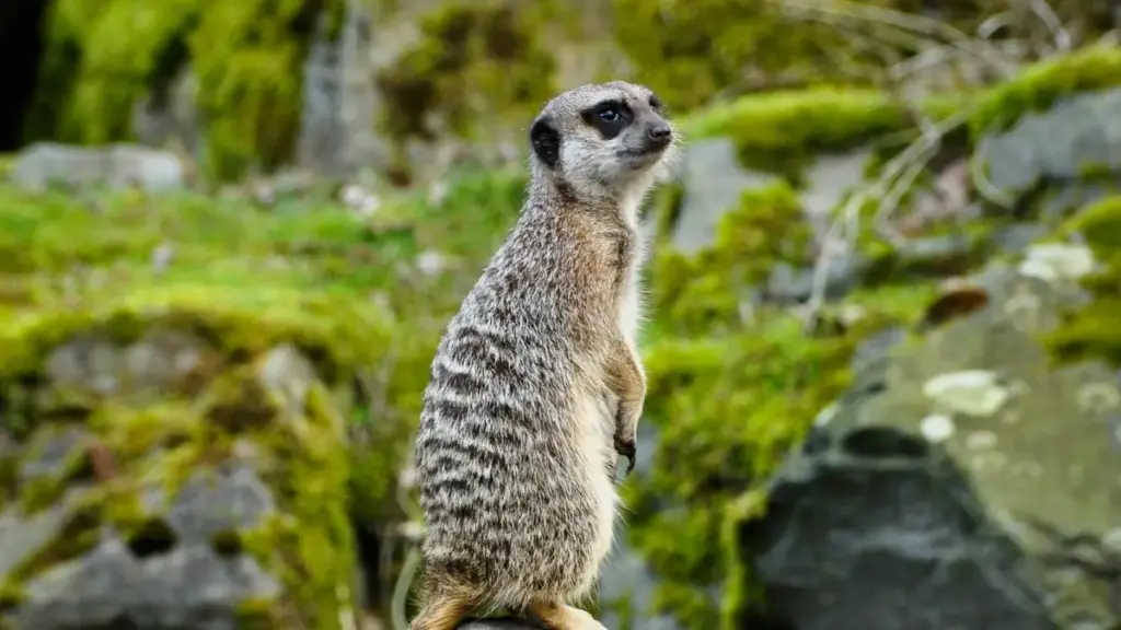 Como achar criadores certos na Eslováquia e usar conteúdo social para puxar mais atenção para destinos de viagem, sem gastar à toa.