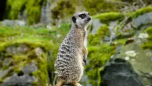 Como achar criadores certos na Eslováquia e usar conteúdo social para puxar mais atenção para destinos de viagem, sem gastar à toa.