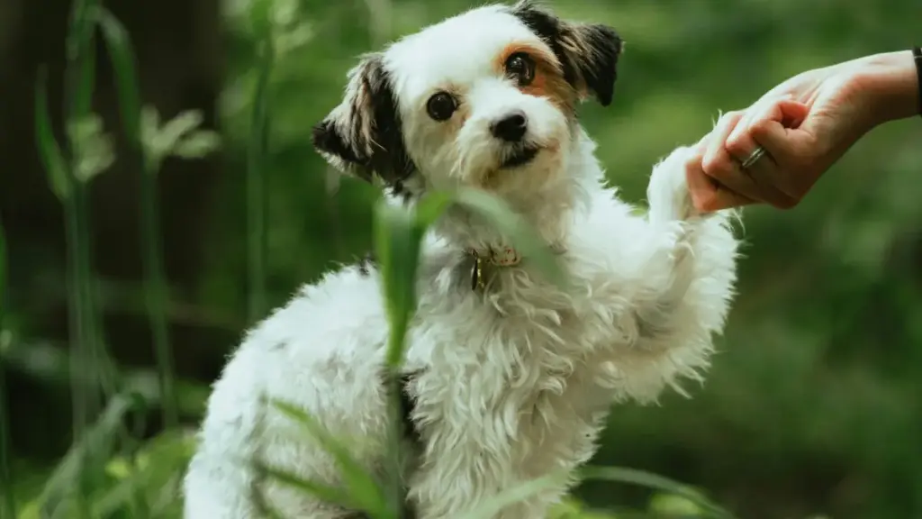 Aprende como chegar a marcas da Turquia no Reddit, criar contacto sem spam e negociar brand deals de fee fixo com mais confiança e menos confusão.