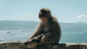 Guia prático para marcas em Moçambique encontrarem criadores Douyin na Irlanda, escolherem perfis certos e encaixarem a mensagem da marca em livestreams sem parecer forçado.